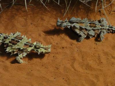 Thorny devil