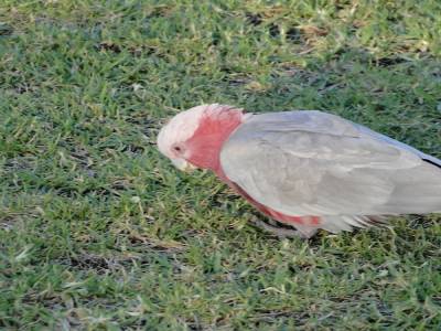 Perroquet gris et rose dans les rues d'Alice Springs