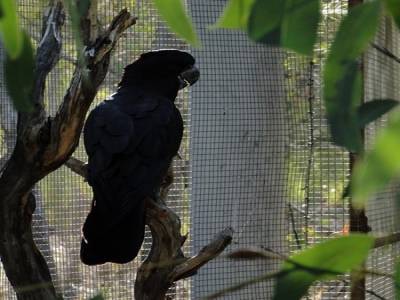 Perroquet noir vu au Desert Park