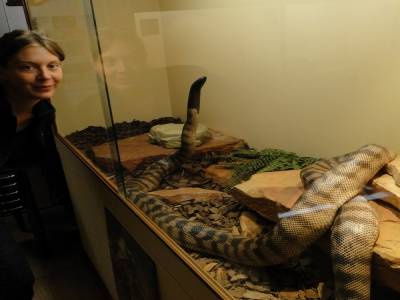 Python à tête noire au Reptile Center