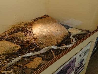 Mue de serpent, vue au Reptile Center