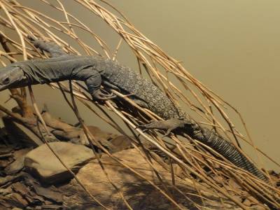 Un goanna au Reptile Center