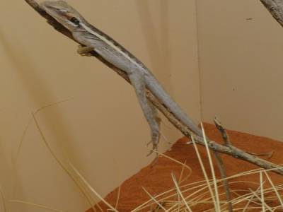 Lézard qui fait la sieste