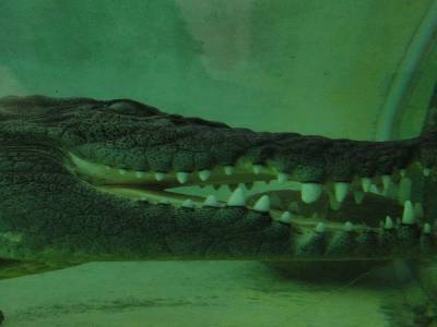 Terry le Terrrrible croco