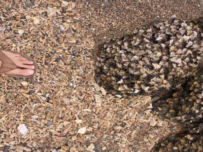 Plage de corail