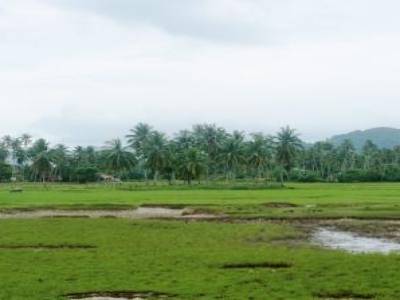 La campagne de l'ile de Langkawi