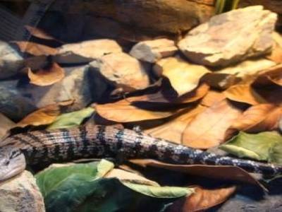 Lézard à l'aquarium de Langkawi