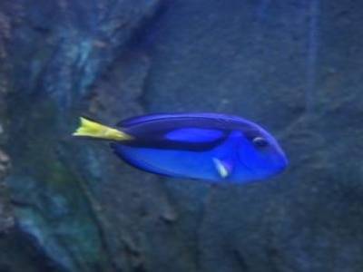 Le poisson chirurgien