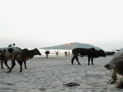 Vaches sur la plage