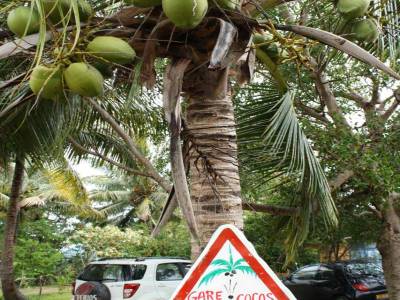 Attention noix de coco