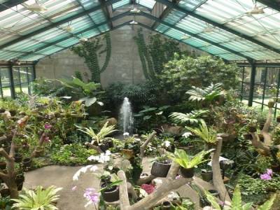 Jardin botanique de Bogor