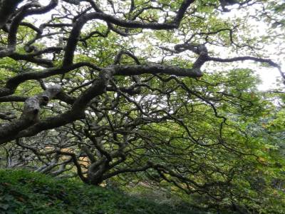 Botannic garden