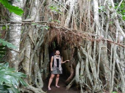 Banian tree