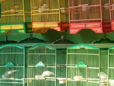 Pasar Ngasem - Marché aux oiseaux