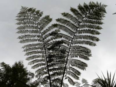 Rotorua