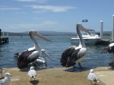 Pelicans