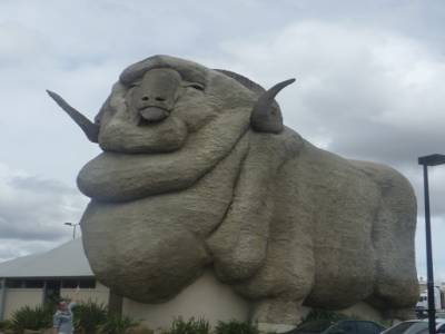 Le gros Merino!