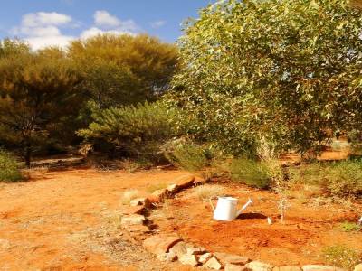 Petit arbre plante