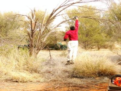 Elagage: methode Kangourou