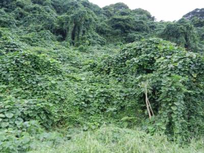 La nature camouflee