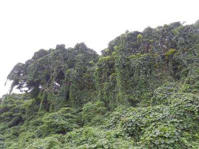 La nature camouflee