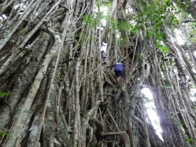 Banian tree