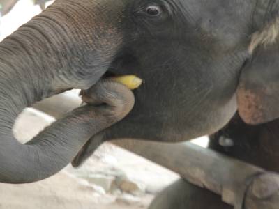 elephant conservation center- Chiang Mai
