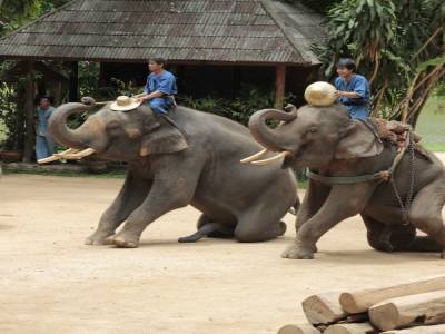 elephant conservation center- Chiang Mai