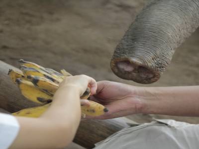 elephant conservation center- Chiang Mai