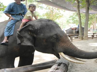 elephant conservation center- Chiang Mai