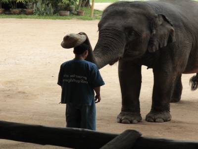 elephant conservation center- Chiang Mai