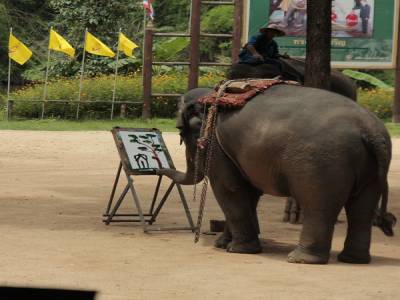 elephant conservation center- Chiang Mai
