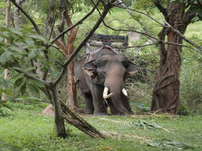 elephant conservation center- Chiang Mai