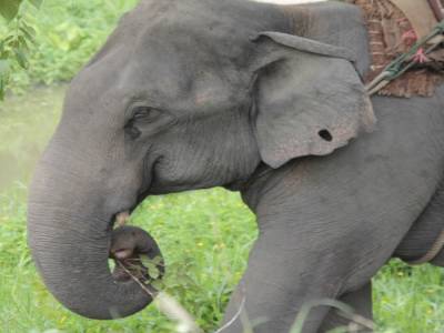 elephant conservation center- Chiang Mai