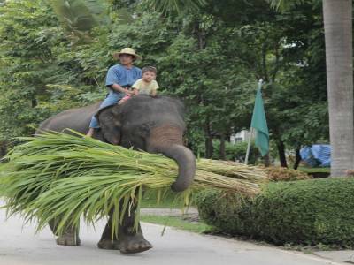 elephant conservation center- Chiang Mai