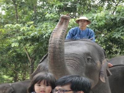 elephant conservation center- Chiang Mai