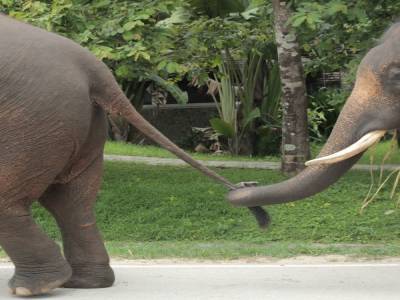 elephant conservation center- Chiang Mai