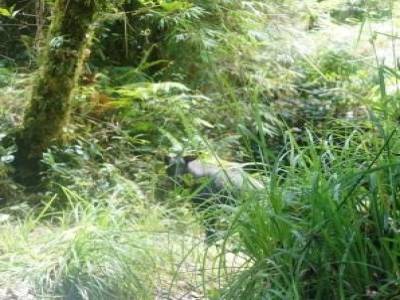 Un croisement entre un sanglier et une chèvre est venu perturber notre picnic lors d'une rando