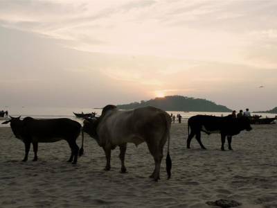 Vaches Palolem
