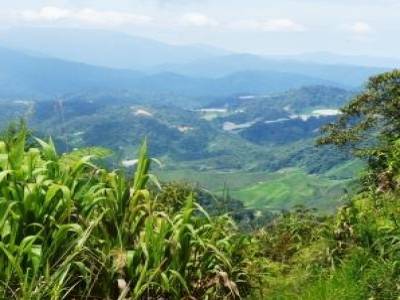 Paysage des Cameron Highlands