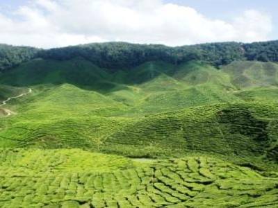 Plantation de Thé aux Cameron highlands