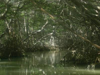 la mangrove