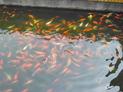 Poissons sacres