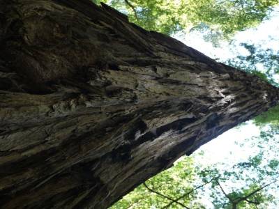 Santa Rosa - Armstrong Redwood Park
