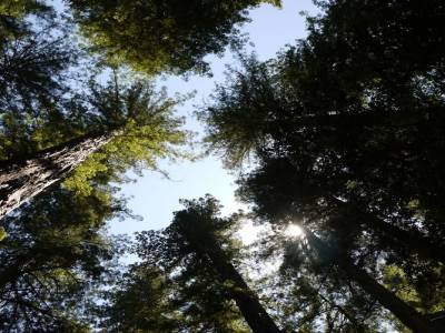 Santa Rosa - Armstrong Redwood Park