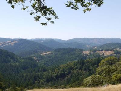 Santa Rosa - Armstrong Redwood Park