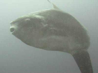 Poisson Lune (Mola Mola)