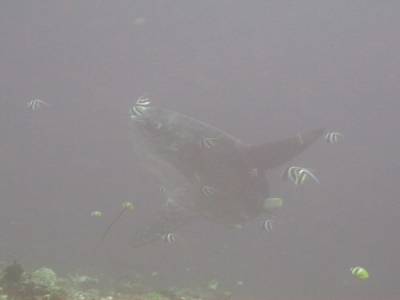 Poisson Lune (Mola Mola)