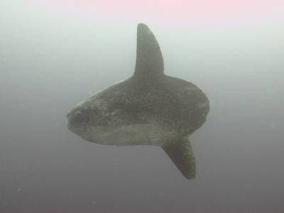 Poisson Lune (Mola Mola)
