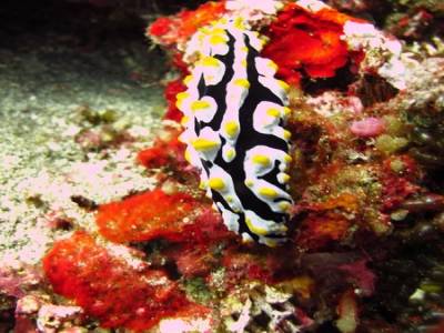 Nudibranche